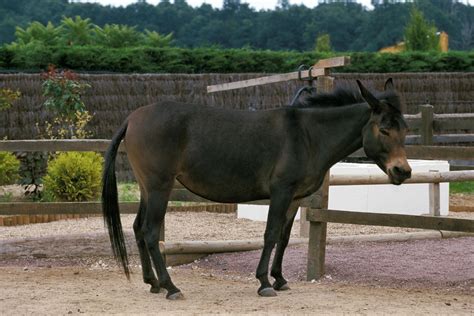 filhote de jumenta com cavalo|Conheça o Bardoto: animal híbrido de cavalo e jumenta